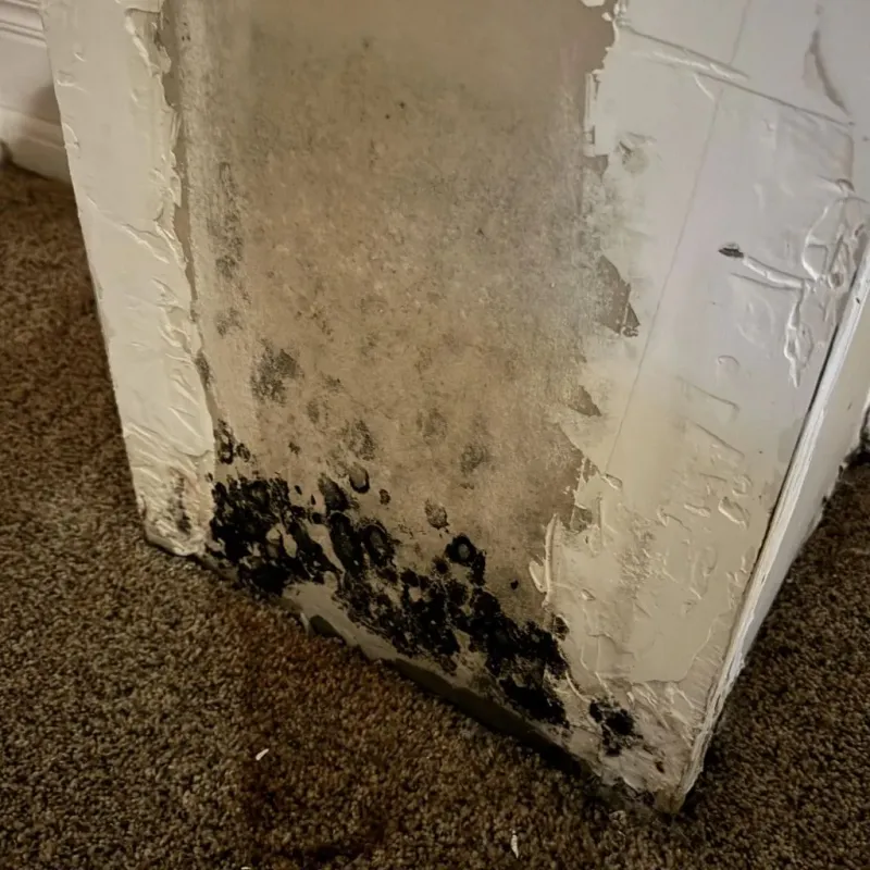 Professional Mold Removal in Central Falls, RI